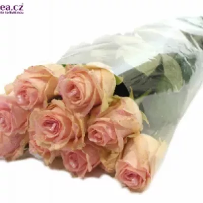 ROSA AVALANCHE+ GLITTER LOVE