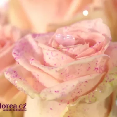 ROSA AVALANCHE+ GLITTER LOVE