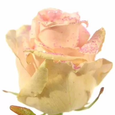 Růžová růže AVALANCHE+ GLITTER LOVE 70cm (L)