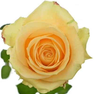 ROSA AVALANCHE PEACH+