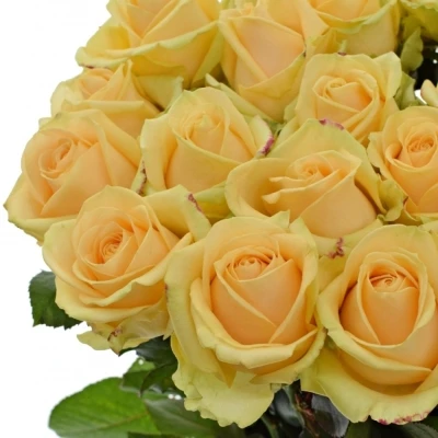 ROSA AVALANCHE PEACH+