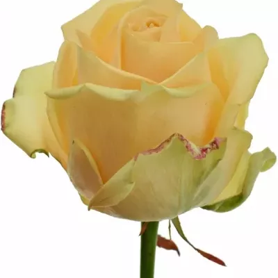 Marhuľová ruže AVALANCHE PEACH + 55cm (L)