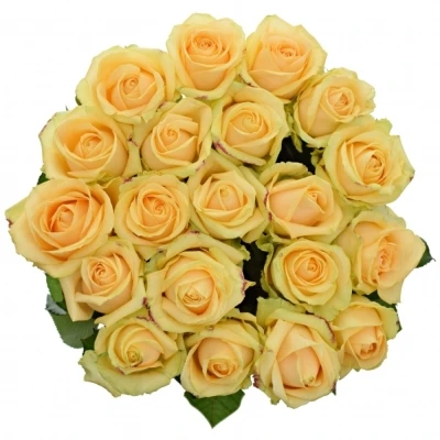 ROSA AVALANCHE PEACH+