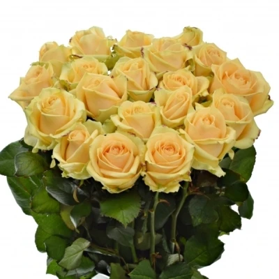 ROSA AVALANCHE PEACH+