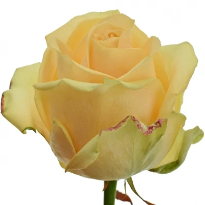 ROSA AVALANCHE PEACH+