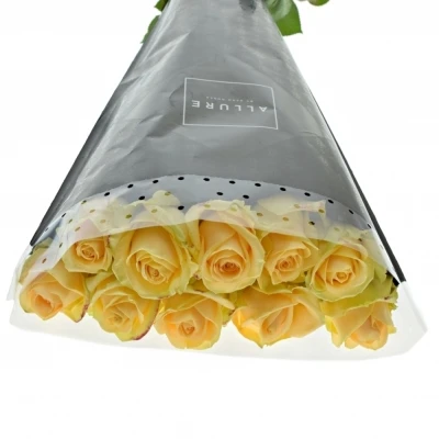 ROSA AVALANCHE PEACH+