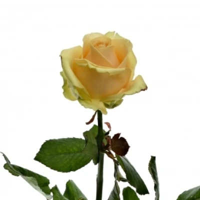 ROSA AVALANCHE PEACH+