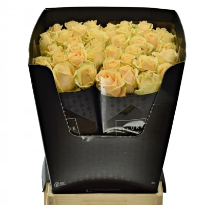 ROSA AVALANCHE PEACH+