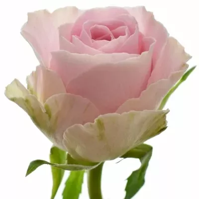 Růžová růže BABYFACE 50cm (S)