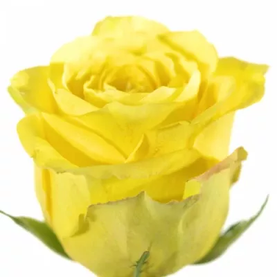 Žlutá růže BIKINI 60cm (XL) EQ