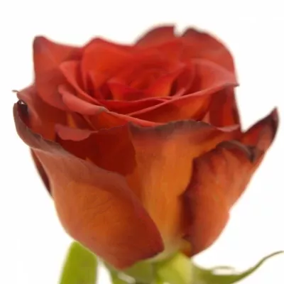 Červená růže BIZARRE! 50cm (M)