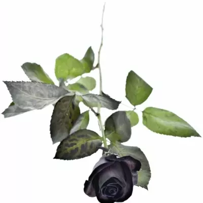 ROSA BLACK VENDELA 60cm - ČERNÁ RŮŽE (M)