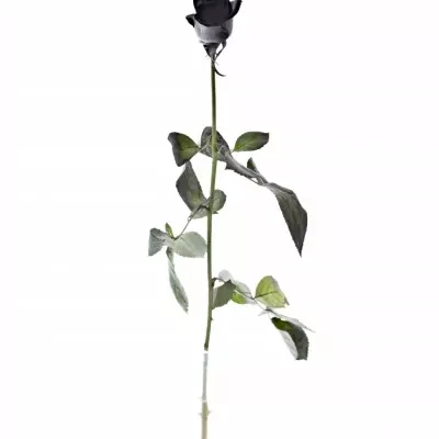 ROSA BLACK VENDELA 60cm - ČERNÁ RŮŽE (M)