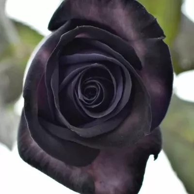 ROSA BLACK VENDELA 60cm - ČERNÁ RŮŽE (M)