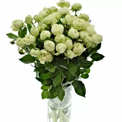 ROSA BLANCHETTE SUPER