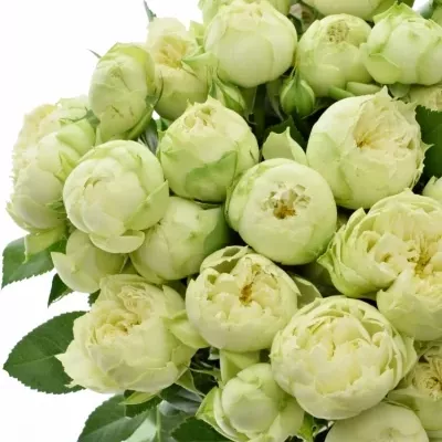 Bílá růže trsová BLANCHETTE SUPER 70cm/5+