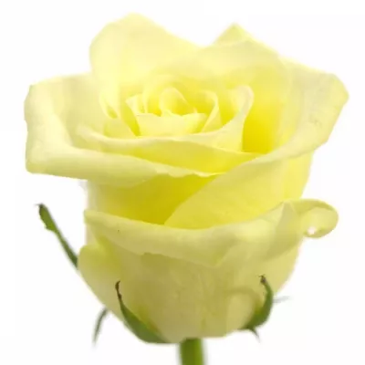 Krémová růže BLONDE BEAUTY 50cm (L)