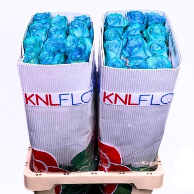 ROSA BLUE AZUR 60 cm - MODRÁ RŮŽE (XXL) EQ