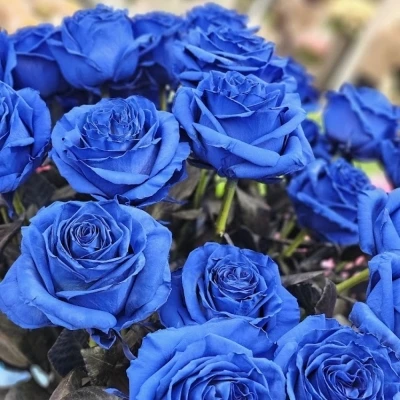 ROSA BLUE ROYAL - MODRÁ RŮŽE (XXL) EQ