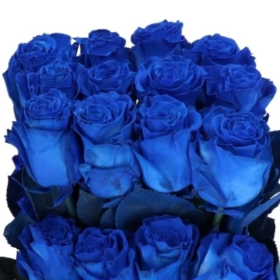 ROSA BLUE ROYAL - MODRÁ RŮŽE (XXL) EQ