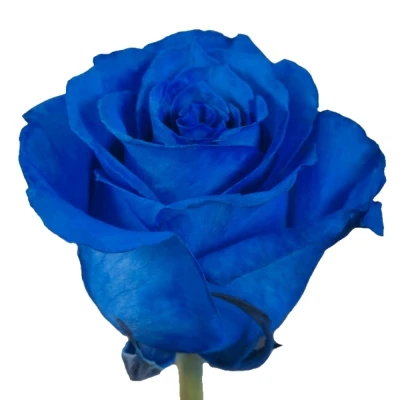 ROSA BLUE ROYAL 70cm - MODRÁ RŮŽE (XXL) EQ