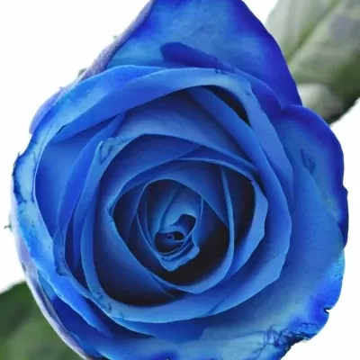 ROSA BLUE SNOWSTORM+ 40cm (M)