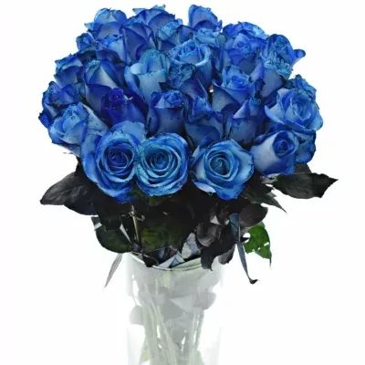 ROSA BLUE SNOWSTORM+ 40cm (M)