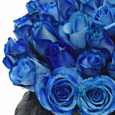 ROSA BLUE SNOWSTORM+ 40cm (M)