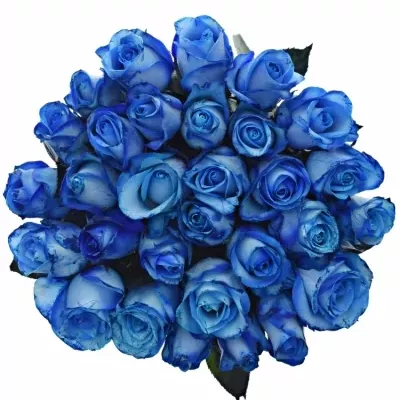 ROSA BLUE SNOWSTORM+ 40cm (M)