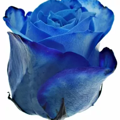 ROSA BLUE SNOWSTORM+ 40cm (M)