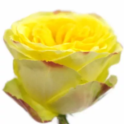 Žlutá růže BRASIL 50cm (L)