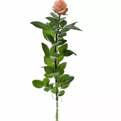 ROSA CADILAC 70cm (L)