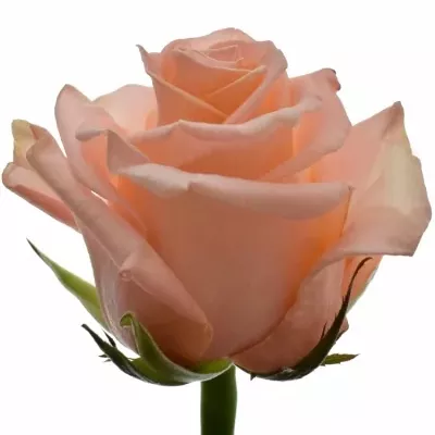 Růžová růže CADILAC 70cm (XL)
