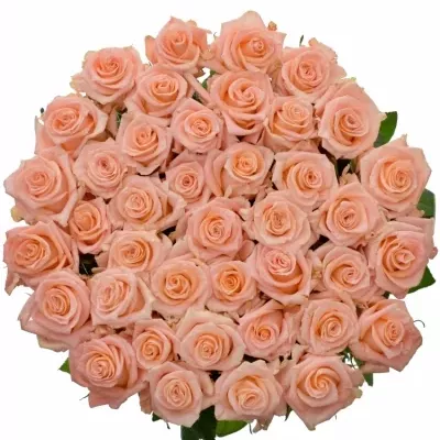 ROSA CADILAC 70cm (L)