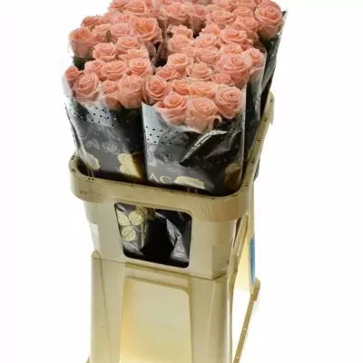 ROSA CADILAC 70cm (L)