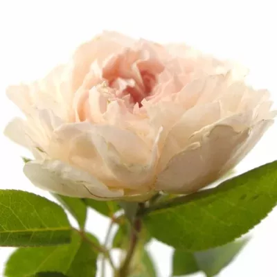 Krémovová růže CARAMEL ANTIKE FREELANDER 50cm/2+ (S)
