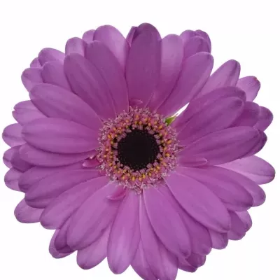 Gerbera mini LOIS