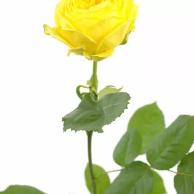 Růže CATALINA