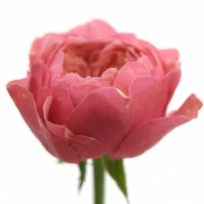 Růže CERISE VUVUZELA 30cm (L)