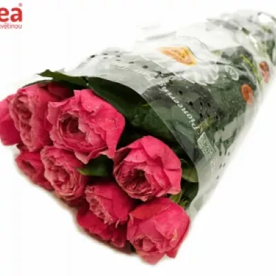 ROSA CERISE VUVUZELA