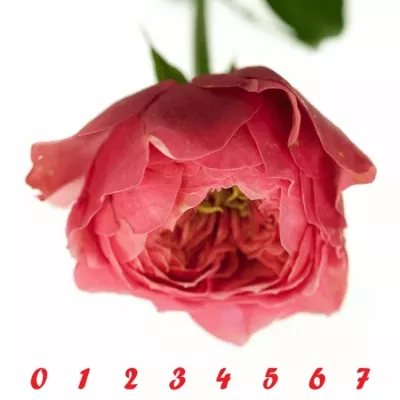 ROSA CERISE VUVUZELA