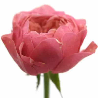 ROSA CERISE VUVUZELA