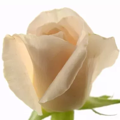 Krémová růže CHAMPAGNE 60cm (S)