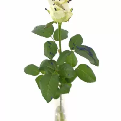 ROSA CHOCOLAT BLUE STRIP WHITE