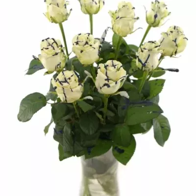 ROSA CHOCOLAT BLUE STRIP WHITE