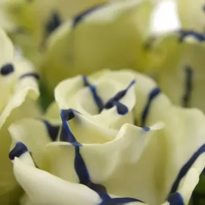 ROSA CHOCOLAT BLUE STRIP WHITE