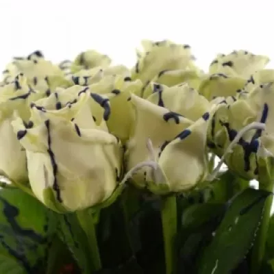 ROSA CHOCOLAT BLUE STRIP WHITE