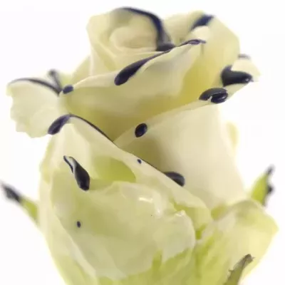 ROSA CHOCOLAT BLUE STRIP WHITE