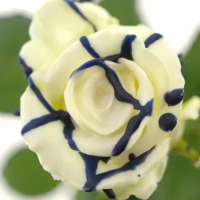 ROSA CHOCOLAT BLUE STRIP WHITE