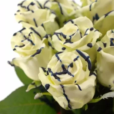 ROSA CHOCOLAT BLUE STRIP WHITE